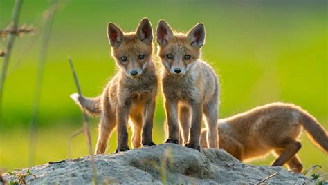 sweetie fox|baby fox called kitten.